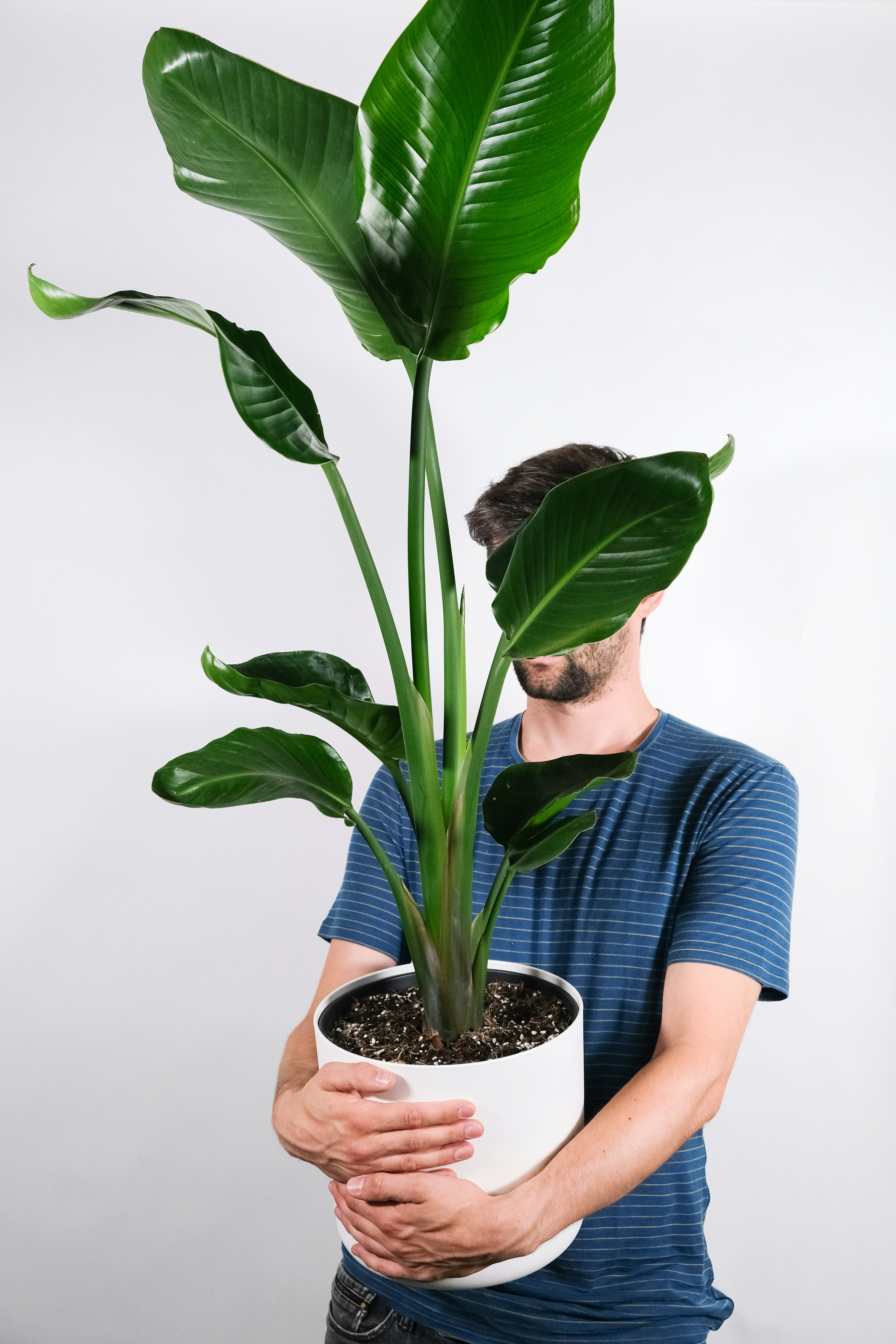 green plant on blue pot